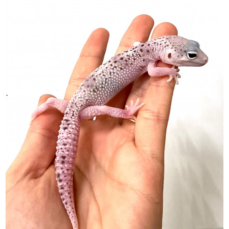 Eublepharis macularius "White Snow Eclipse" - Gecko léopard
