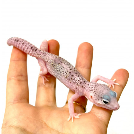 Eublepharis macularius "White Snow Eclipse" - Gecko léopard