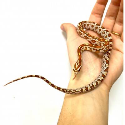 Pantherophis guttatus "Hypo Mosaïque" - Serpent des blés
