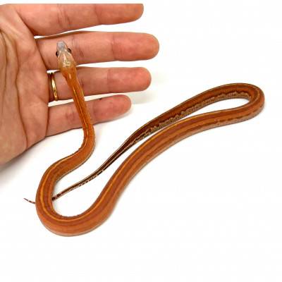Pantherophis guttatus...