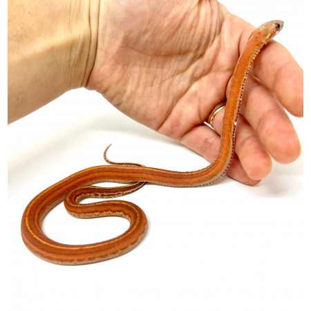 Pantherophis guttatus "Scaleless tessera" - Serpent des blés