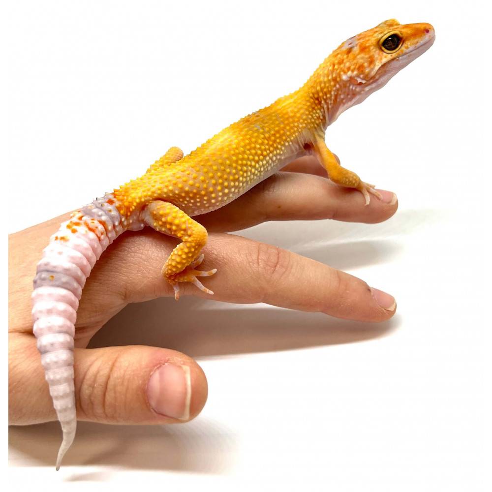 Eublepharis macularius "Mandarin Super Blood Enigma" - Gecko léopard