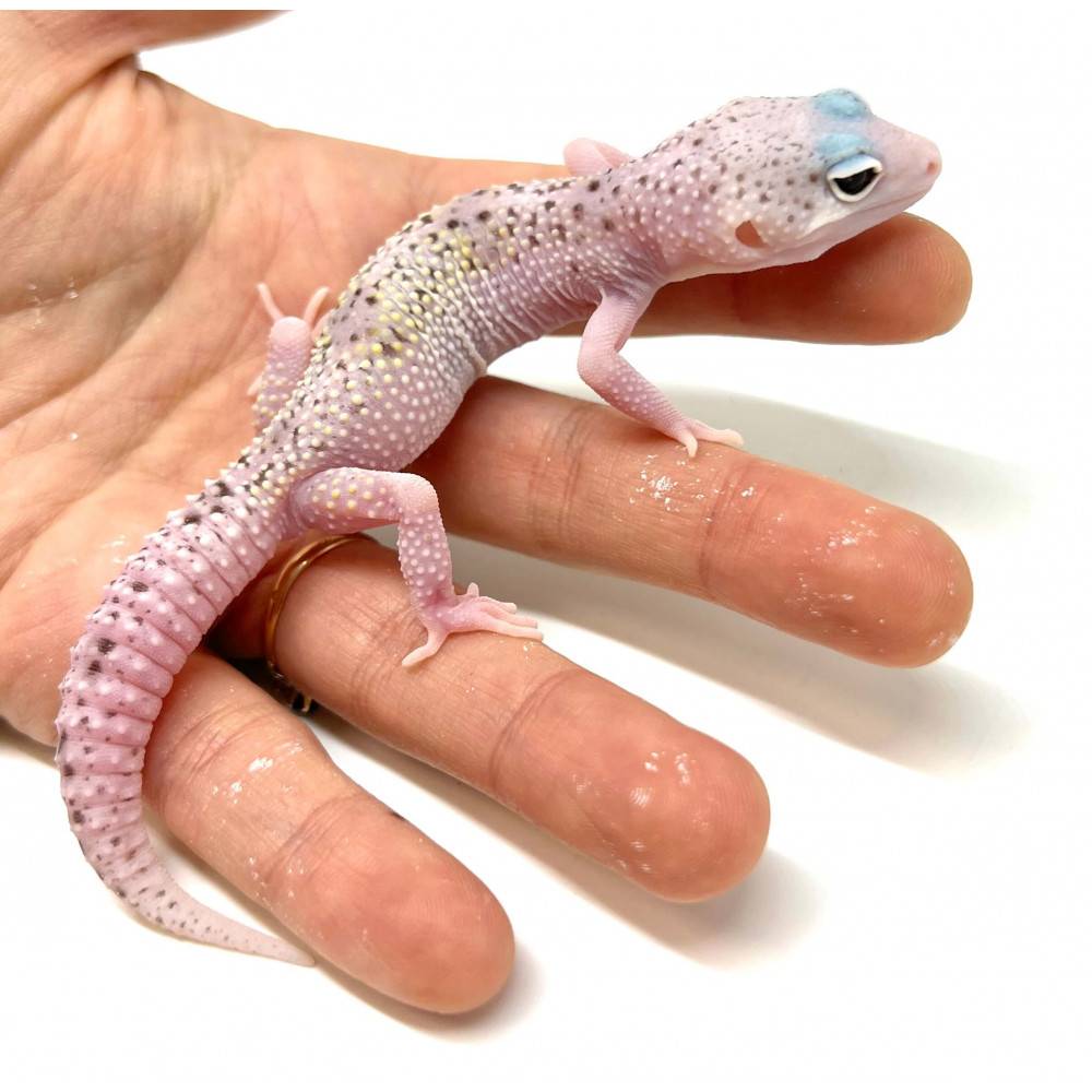 Eublepharis macularius "White Snow Eclipse" - Gecko léopard Eublepharis macularius "White Snow Eclipse" - Gecko léopard