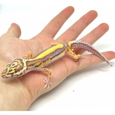 Eublepharis macularius "Bell snow bold stripe" - Gecko léopard