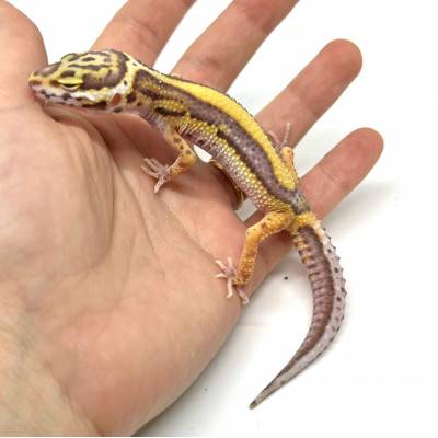 Eublepharis macularius "Bell snow bold stripe" - Gecko léopard