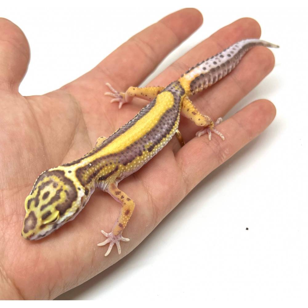 Eublepharis macularius "Bell snow bold stripe" - Gecko léopard Eublepharis macularius "Bell snow bold stripe" - Gecko léopard