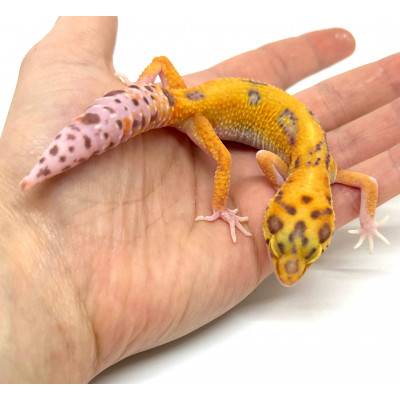 Eublepharis macularius "Radar Tangerine" - Gecko léopard