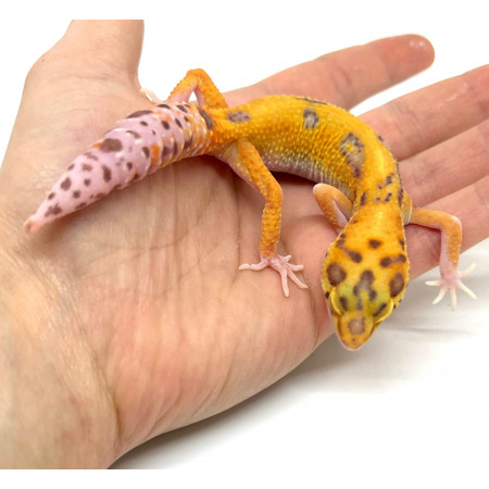 Eublepharis macularius "Radar Tangerine" - Gecko léopard
