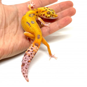 Eublepharis macularius...