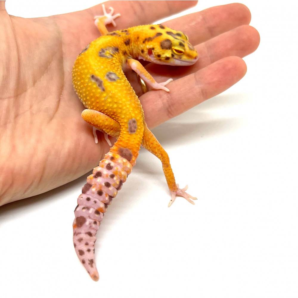 Eublepharis macularius "Radar Tangerine" - Gecko léopard