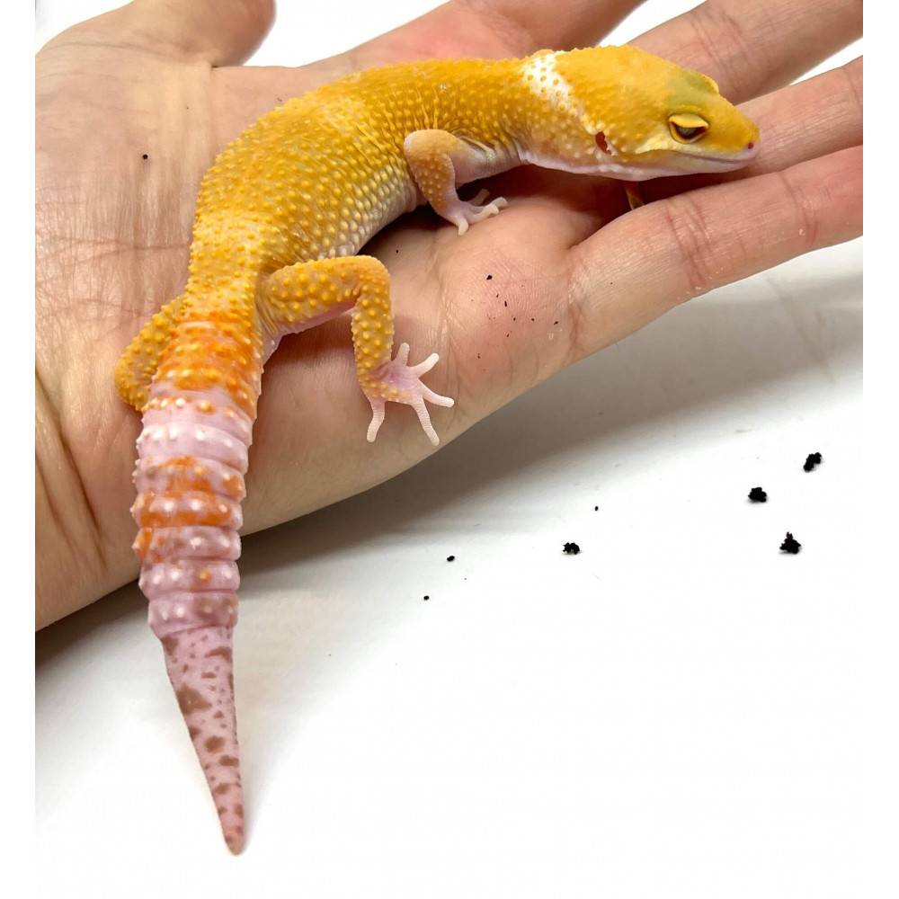 Eublepharis macularius "Snowglow" - Gecko léopard