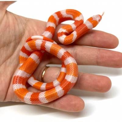 Lampropeltis (triangulum...