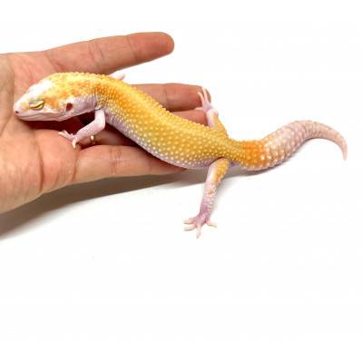 Eublepharis macularius "Raptor ruby eyes" - Gecko léopard