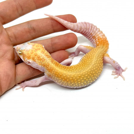 Eublepharis macularius "Raptor ruby eyes" - Gecko léopard