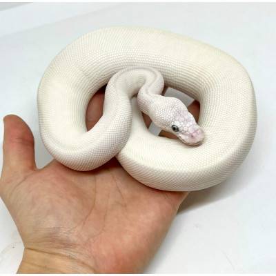 Python regius "Super Lesser" - Python royal