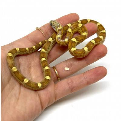 Pantherophis guttatus "Sunkissed caramel motley" - Serpent des blés