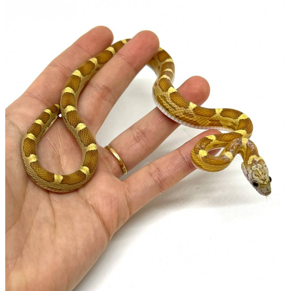 Pantherophis guttatus "Sunkissed caramel motley" - Serpent des blés