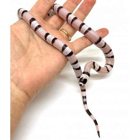 Lampropeltis (triangulum hondurensis) abnorma "Anery" - Faux-Corail du Honduras