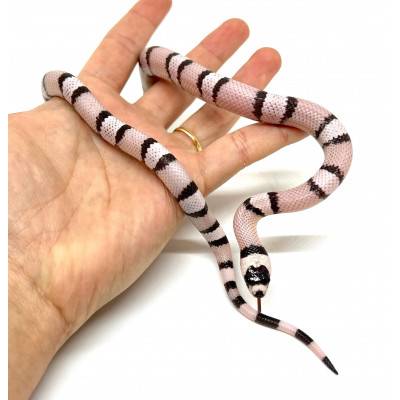 Lampropeltis (triangulum...