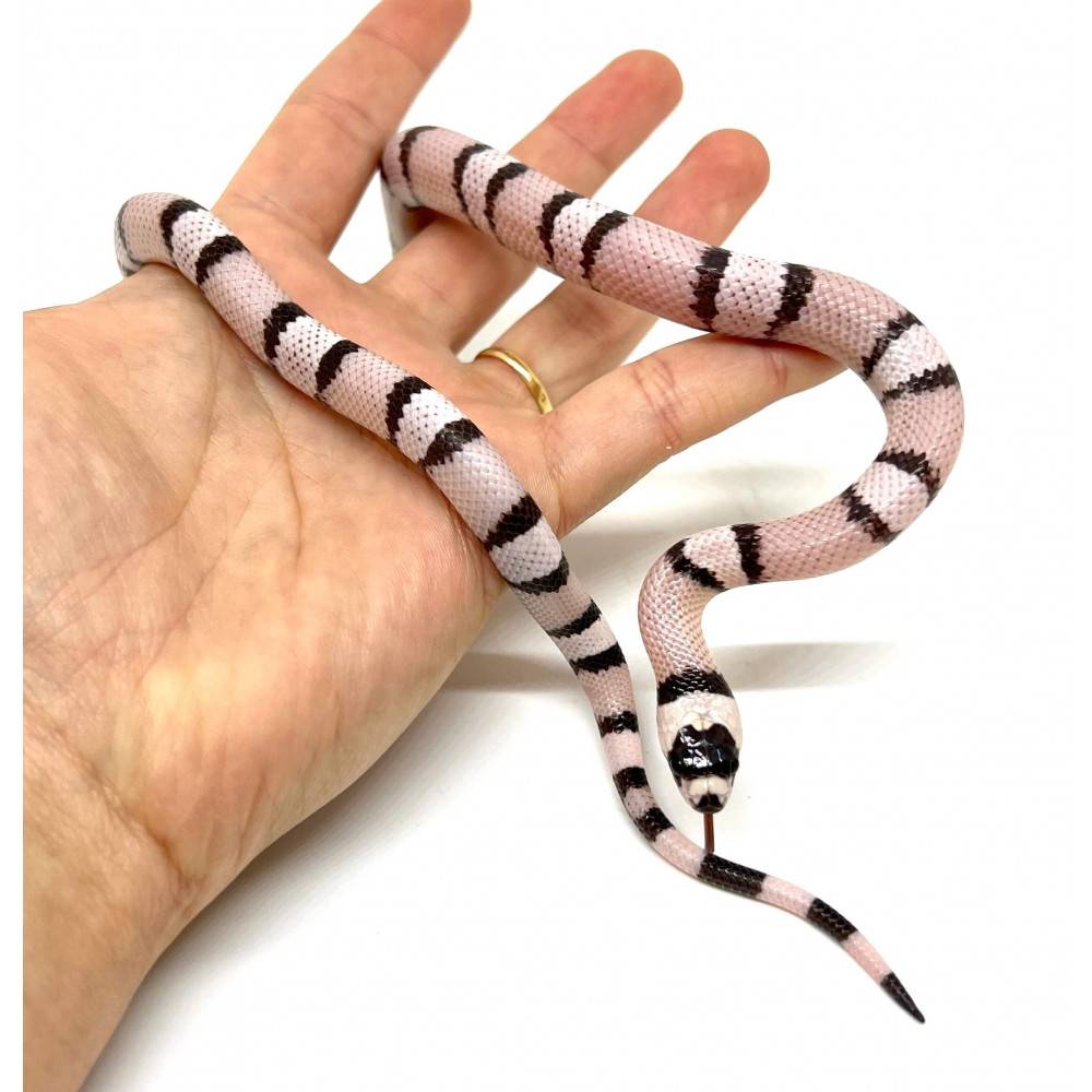 Lampropeltis (triangulum hondurensis) abnorma "Anery" - Faux-Corail du Honduras