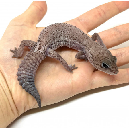 Hemitheconyx caudicinctus "Oreo Patternless" - Gecko à queue grasse
