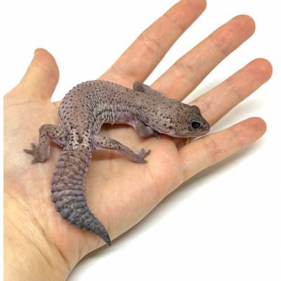 Hemitheconyx caudicinctus "Oreo Patternless" - Gecko à queue grasse