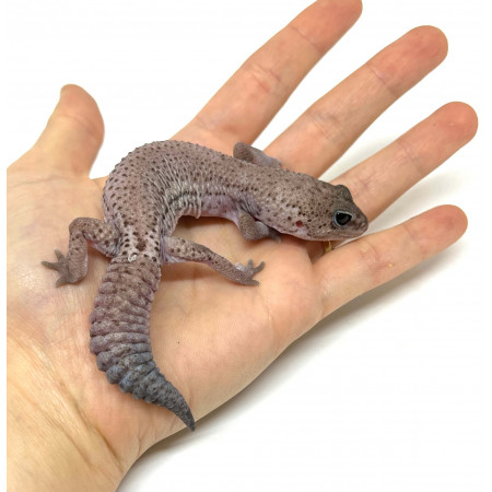 Hemitheconyx caudicinctus "Oreo Patternless" - Gecko à queue grasse
