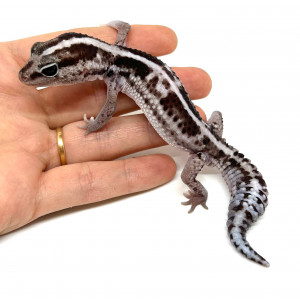 Hemitheconyx caudicinctus...