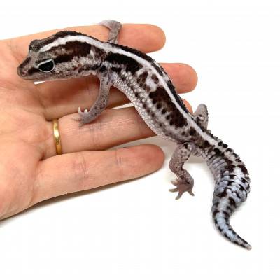 Hemitheconyx caudicinctus "White out oreo Stripe" - Gecko à queue grasse