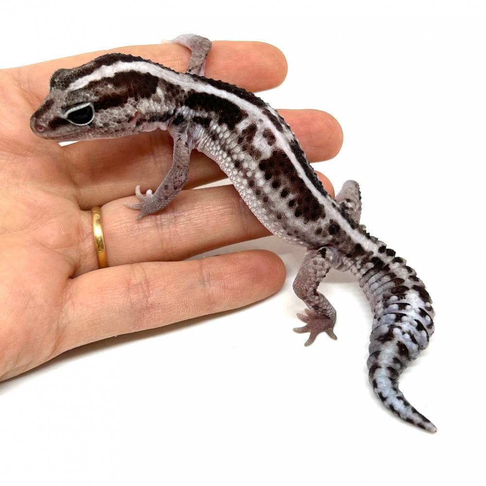 Hemitheconyx caudicinctus "White out oreo Stripe" - Gecko à queue grasse