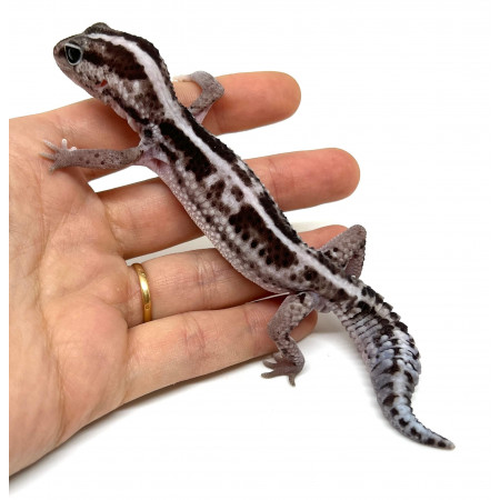 Hemitheconyx caudicinctus "White out oreo Stripe" - Gecko à queue grasse
