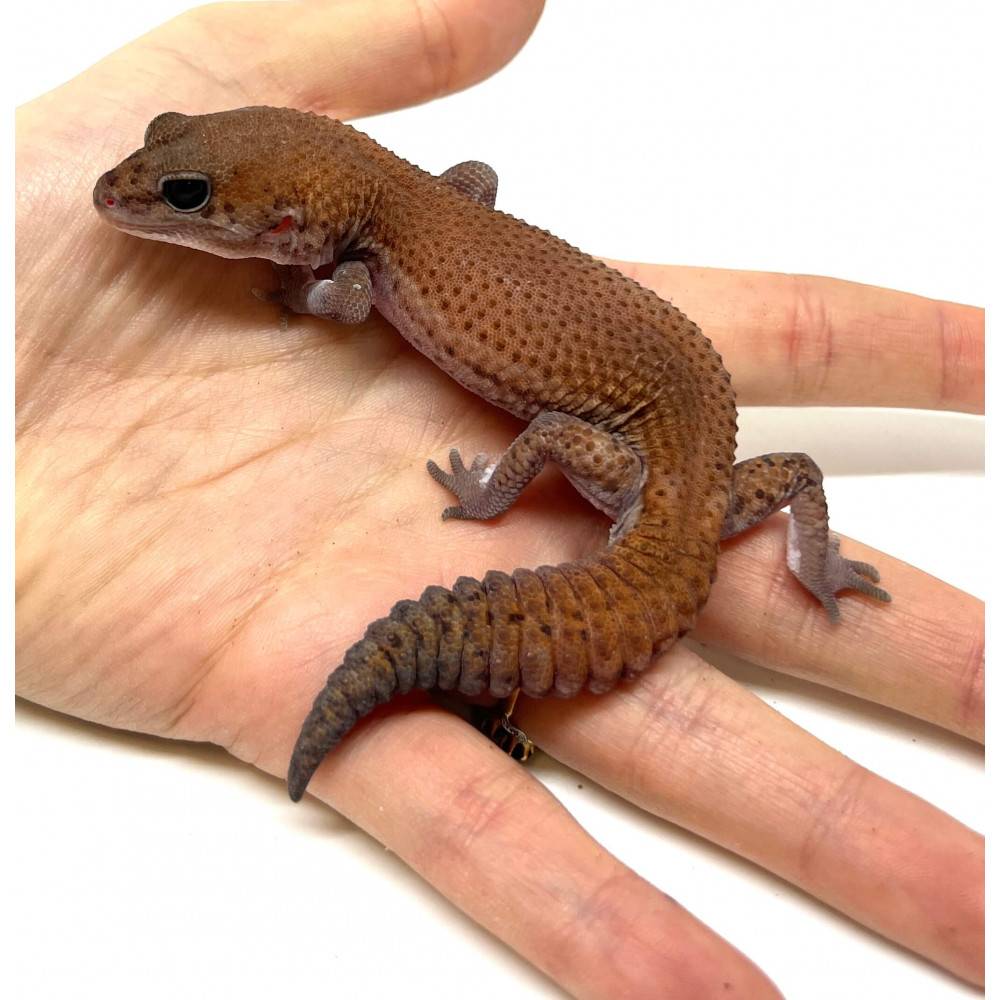 Hemitheconyx caudicinctus "Patternless" - Gecko à queue grasse