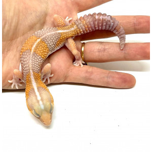 Hemitheconyx caudicinctus...