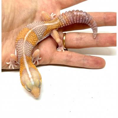 Hemitheconyx caudicinctus "Amelanistique Stripe" - Gecko à queue grasse