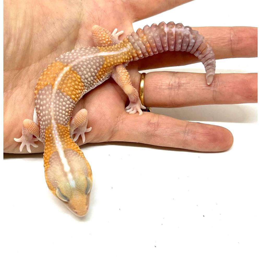 Hemitheconyx caudicinctus "Amelanistique Stripe" - Gecko à queue grasse