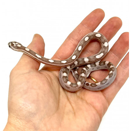 Pantherophis guttatus "Ghost Motley" - Serpent des blés