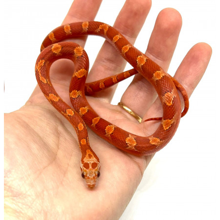 Pantherophis guttatus "Hypo Bloodred Piedside" - Serpent des blés