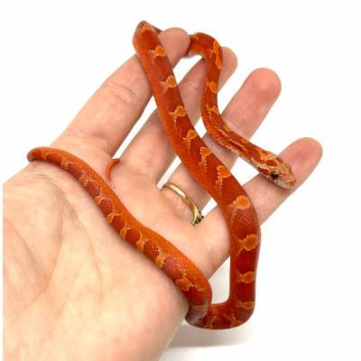 Pantherophis guttatus "Hypo Bloodred Piedside" - Serpent des blés