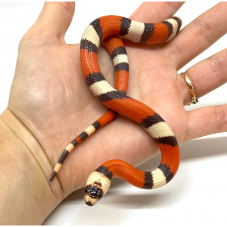 Lampropeltis (triangulum hondurensis) abnorma "Tricolor" - Faux-corail du Honduras