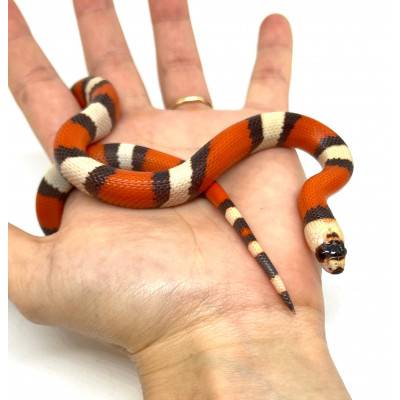 Lampropeltis (triangulum...