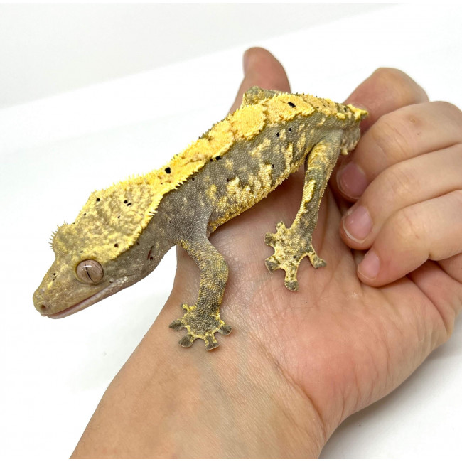 Correlophus ciliatus TAIL LESS "Harlequin dalmatien" Gecko à crête