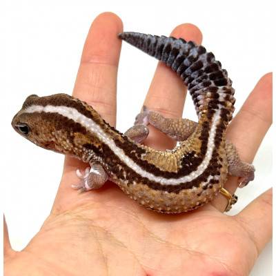 Hemitheconyx caudicinctus "Zulu Stripe" - Gecko à queue grasse