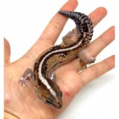 Hemitheconyx caudicinctus "Zulu Stripe" - Gecko à queue grasse