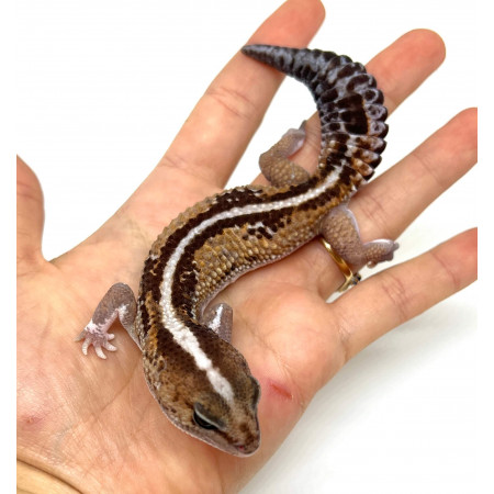 Hemitheconyx caudicinctus "Zulu Stripe" - Gecko à queue grasse