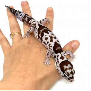 Hemitheconyx caudicinctus...