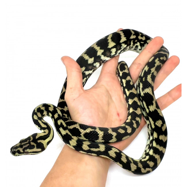 Morelia spilota mcdowelli Python tapis