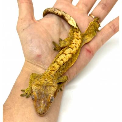 Correlophus ciliatus "Yellow Tiger" JEUNE- Gecko à crête