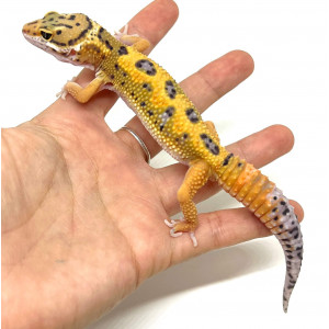 Eublepharis macularius...