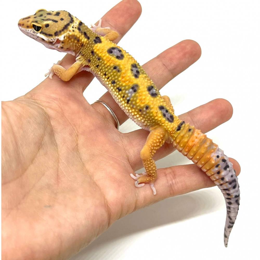 Eublepharis macularius "Jungle Carrot tail" - Gecko léopard