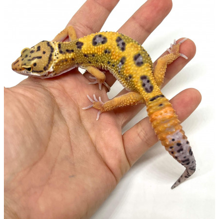 Eublepharis macularius "Jungle Carrot tail" - Gecko léopard